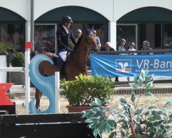 stallion Helios (Holsteiner, 1953, from Heidelberg)