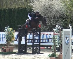 jumper VDL Groep C Tara Z (Zangersheide riding horse, 2007, from Crown Z)