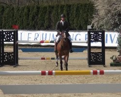 jumper Aznavour 8 (KWPN (Royal Dutch Sporthorse), 2005, from Chin Chin)