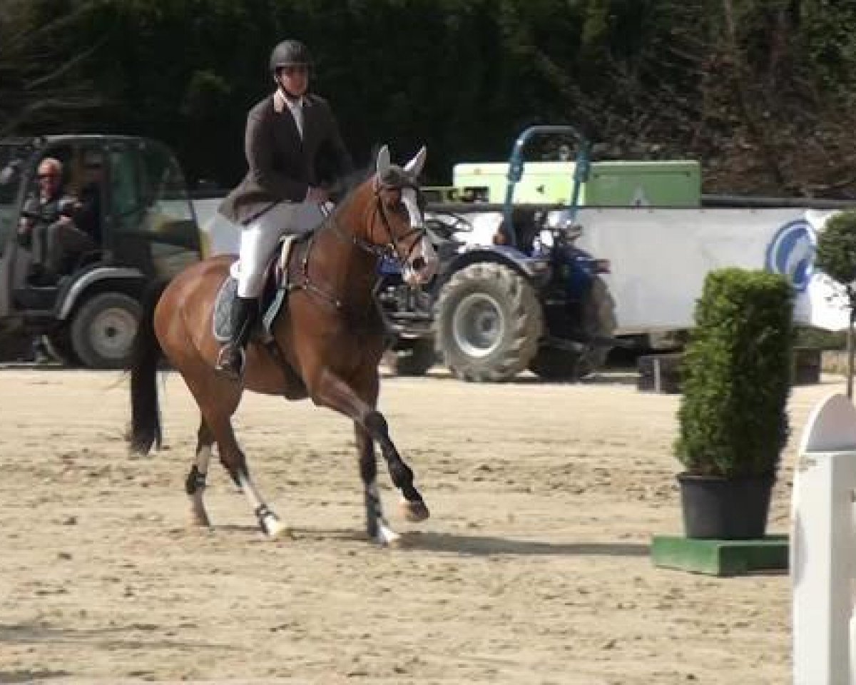 jumper Sirocco du Lys (Selle Français, 2006, from Grand Rivage)