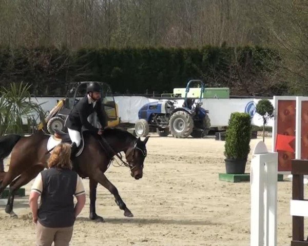 dressage horse Einstein (Tinker / Irish Cob / Gypsy Vanner,  )