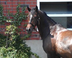 broodmare Lady 1185 (German Riding Pony, 1994)