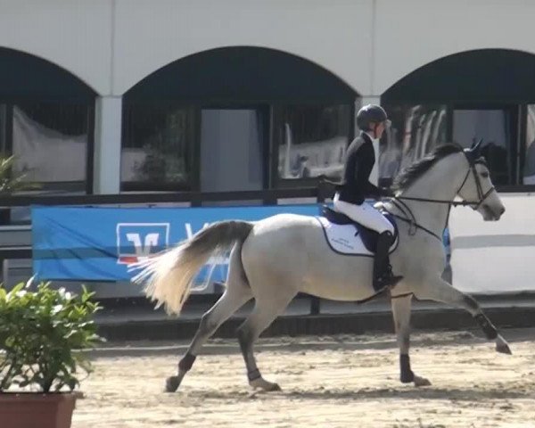 jumper Esinko (KWPN (Royal Dutch Sporthorse), 2009)