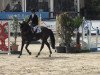 jumper Gorki de Kalech (Belgian Warmblood, 2006, from Action-Breaker)