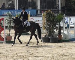 jumper Gorki de Kalech (Belgian Warmblood, 2006, from Action-Breaker)