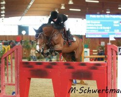 jumper Coramee (Hanoverian, 2007, from Cordalme Z)