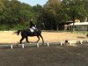 dressage horse Noblesse de laHamente (Belgian Warmblood, 1997, from Damier de Safrais)