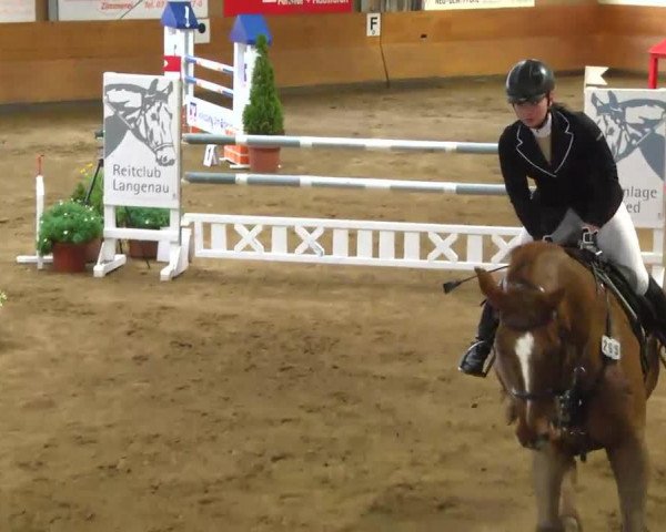 jumper Solos Liostro (Danish Warmblood, 1999, from Solos Landtinus)