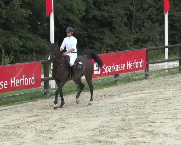 Pferd Coco Chanel M (Zangersheide Reitpferd, 1998, von Calvin Z)