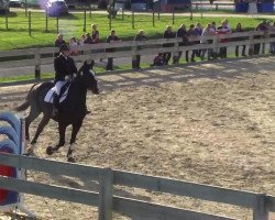 horse Rendsburg (KWPN (Royal Dutch Sporthorse), 1998, from Burggraaf)