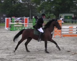 jumper Pelico (KWPN (Royal Dutch Sporthorse), 1997, from Karlstad)