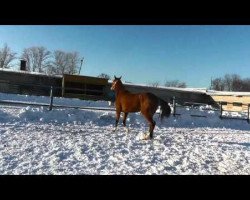 broodmare Hamat (Akhal-Teke, 2009, from Alvan)