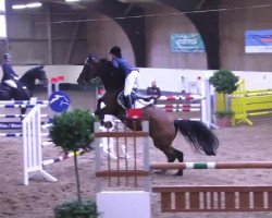 jumper Sainte Nitouche de Longpre (Belgian Warmblood, 1996, from Libero H)