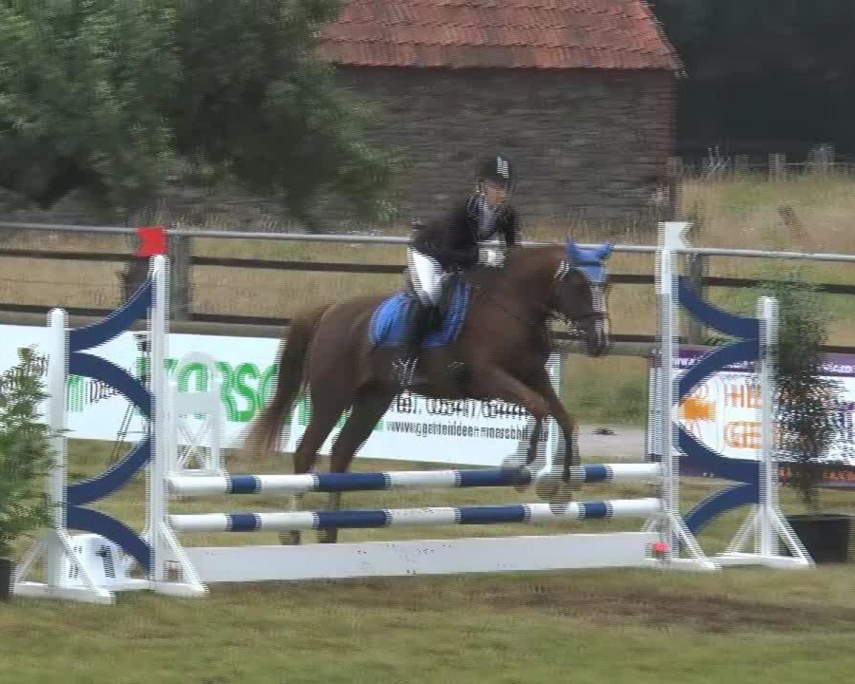 Dressurpferd Dominik 281 (Deutsches Reitpony, 1996, von Unbekannt PONY)