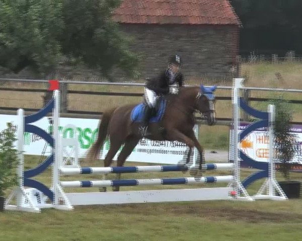 dressage horse Dominik 281 (German Riding Pony, 1996, from Unbekannt PONY)