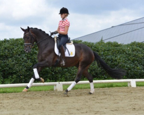 dressage horse Lord Heinrich 3 (Oldenburg, 2010, from Licotus)