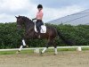 dressage horse Lord Heinrich 3 (Oldenburg, 2010, from Licotus)