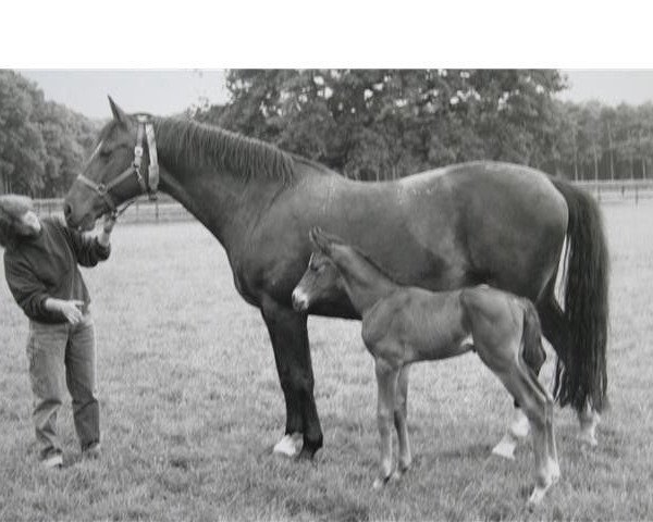 Zuchtstute Geroma (Gelderländer, 1965, von Sinaeda)