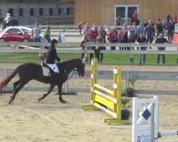 dressage horse Kerry Bash (unknown, 1996, from Robertstown Boy)