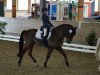 jumper Weper (New Forest Pony, 2006, from Vivienne's Vision of Freedom)