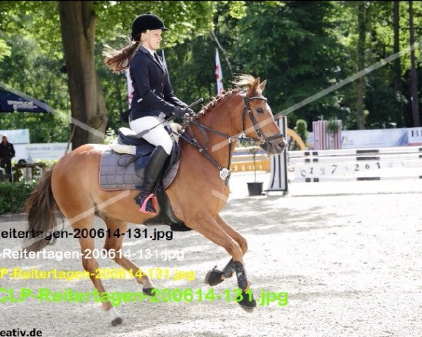 horse Campari 308 (German Riding Pony, 2008, from Cyriac WE)