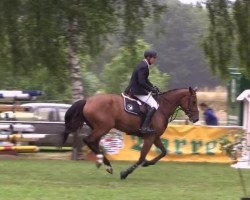 Deckhengst Diamante (Paso Fino,  )