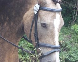 broodmare Maus (Connemara Pony, 1996, from Skatholm Ladykiller)