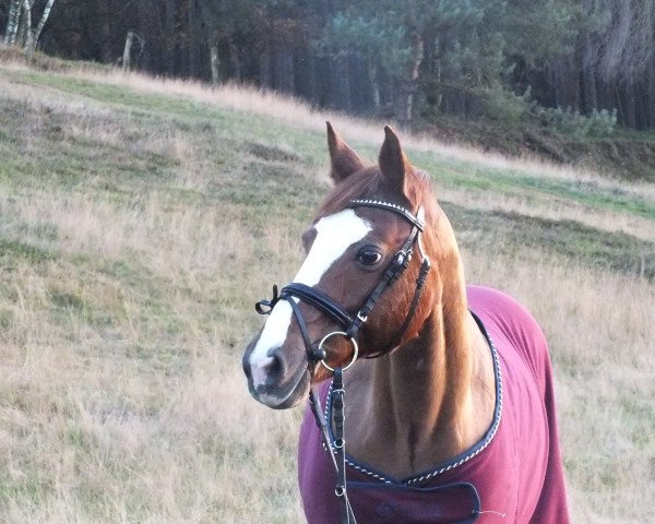 dressage horse Viola 216 (German Riding Pony,  )