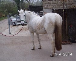 broodmare Zarah (German Riding Pony, 1993, from Oreon)