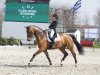 dressage horse Satton Finch Louis (Hanoverian, 2005, from Show Star)