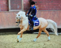 Dressurpferd Royal Classic 11 (Deutsches Reitpony, 2008, von Stukhuster Ricardo Go For Gold)