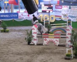 Springpferd Countdown (Pony ohne Rassebezeichnung, 2006)