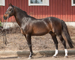 stallion Flora's Hof Magic 6 WPB (Nederlands Welsh Ridepony, 1992, from Vita Nova's Golden Boris)