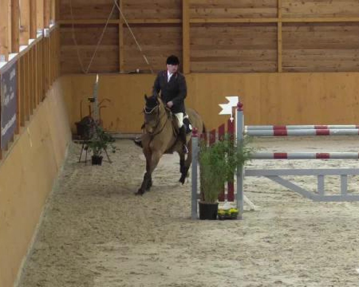 Springpferd Cinque Cento (KWPN (Niederländisches Warmblut), 1996, von Caritas)
