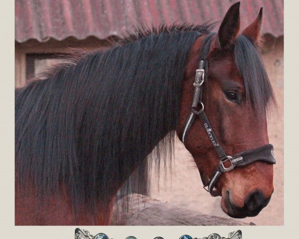 horse Zeus 174 (Friesian-Mix, 2010)