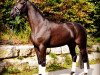 jumper Quanto Fino (Hanoverian, 2010, from Quality 9)