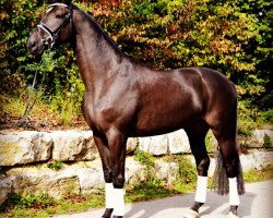 jumper Quanto Fino (Hanoverian, 2010, from Quality 9)