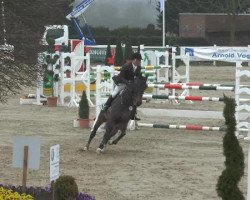 jumper Udaryllis (Belgian Warmblood, 1997, from Heartbreaker)