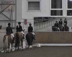 dressage horse Herby (Freiberger, 1990, from Halliday)