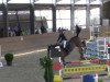 jumper Sambuca 28 (KWPN (Royal Dutch Sporthorse), 1999, from Amati)