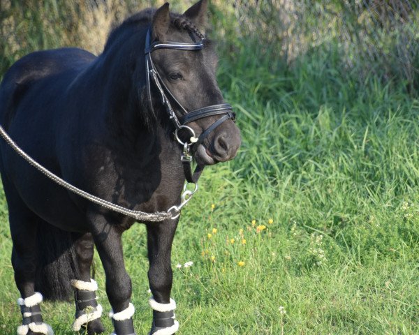 horse Miro (Shetland Pony, 2019, from Waulkmill Macrory)