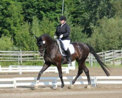 dressage horse Hosandro (Hannoveraner, 2008, from Hotline)