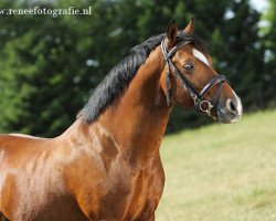 stallion Di Caprio du Bois (Nederlands Rijpaarden en Pony, 2001, from FS Don't Worry)