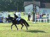 Springpferd Lanacre Tomtit (British Riding Pony, 1996, von Ashfield Miller)