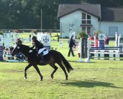 jumper Lanacre Tomtit (British Riding Pony, 1996, from Ashfield Miller)