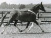Zuchtstute Carina (Nederlands Rijpaarden en Pony, 1977, von Pobeditel ox)