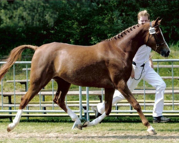 Zuchtstute Carishma du Bois (Nederlands Rijpaarden en Pony, 1998, von Idzard)
