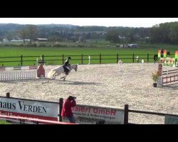 jumper Beekerheide's Onno (Dutch Pony, 1996, from Orchard d'Avranches)