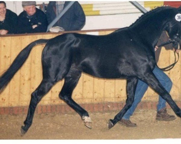 stallion Bright Moon xx (Thoroughbred, 1982, from Man in the Moon xx)