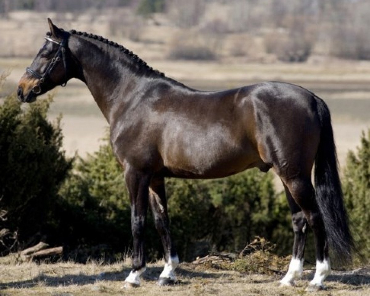 stallion Verona's Gerswin (Nederlands Welsh Ridepony, 1998, from Vita Nova's Golden Boris)